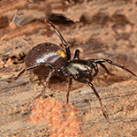 Systenoplacis vandami